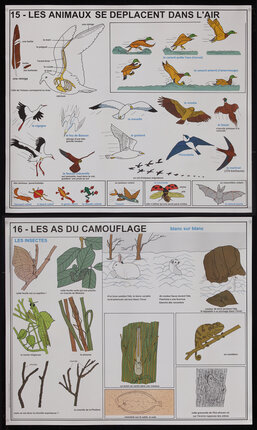 French educational pictorial poster charts with birds and animals in camouflage