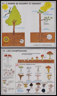 French educational pictorial poster charts with trees and mushrooms