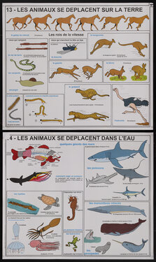 French educational pictorial poster charts with running animals like horses and sea animals like fish and whales